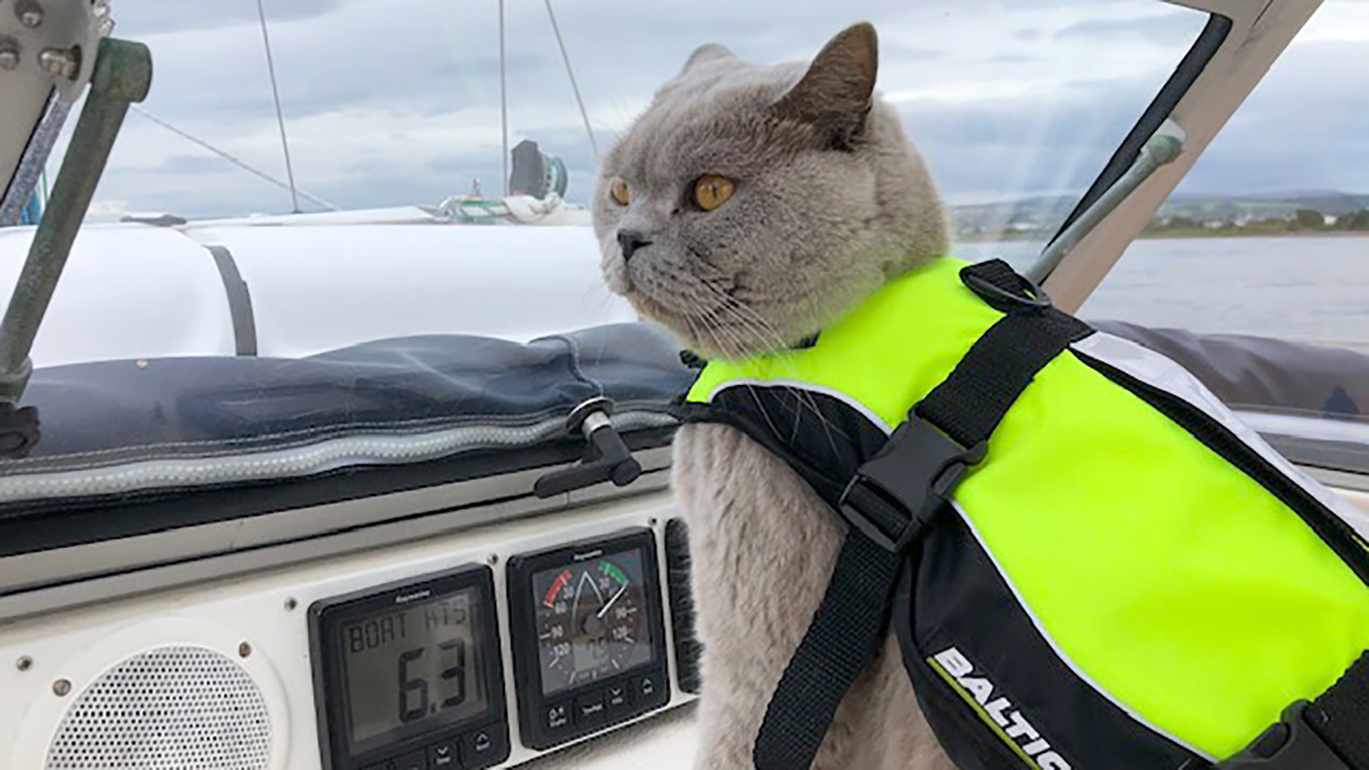 A grey cat in a bright green lifejacket sits on deck