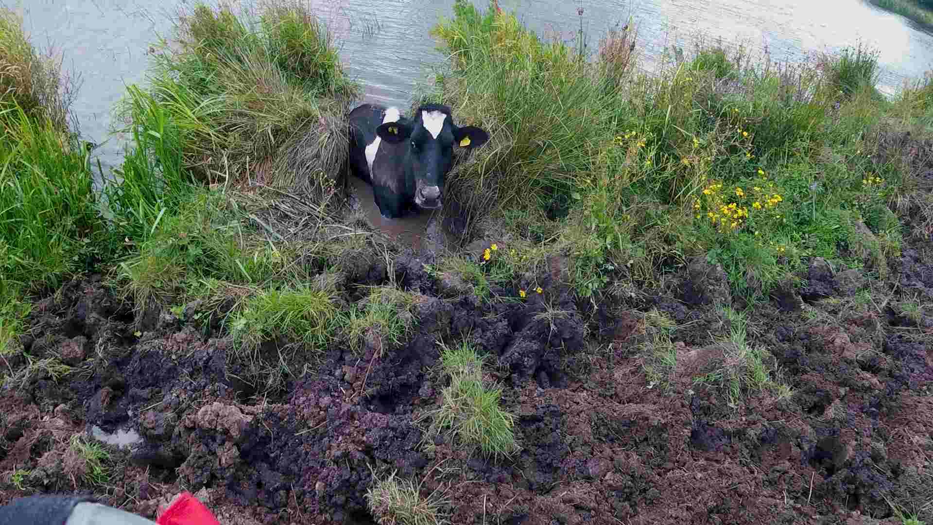 A black and white cow is stuck in a muddy river.
