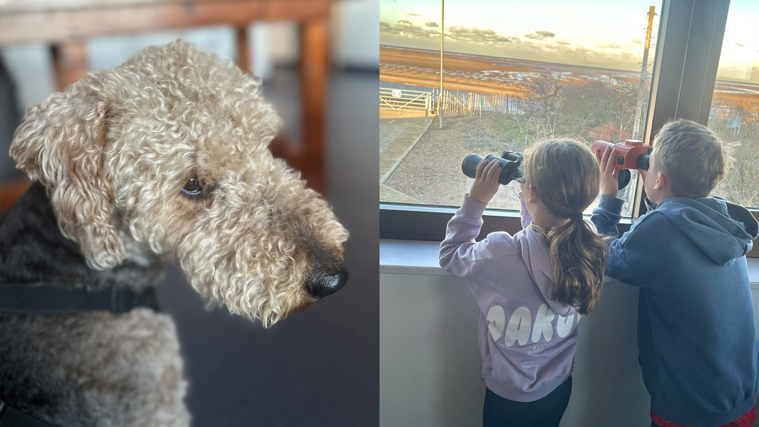 Two images side by side. The first is of Olive the dog who was rescued by Wells RNLI. The second is of her two young owners (a boy and a girl) who look out of the lifeboat station window while using binoculars