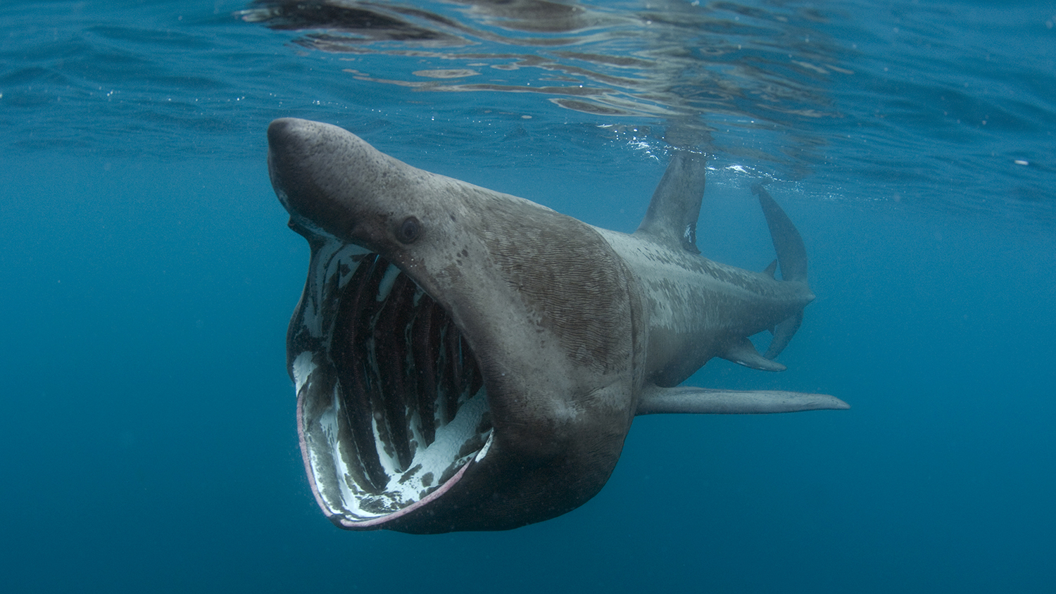 A basking shark under the water, in a deep blue sea.