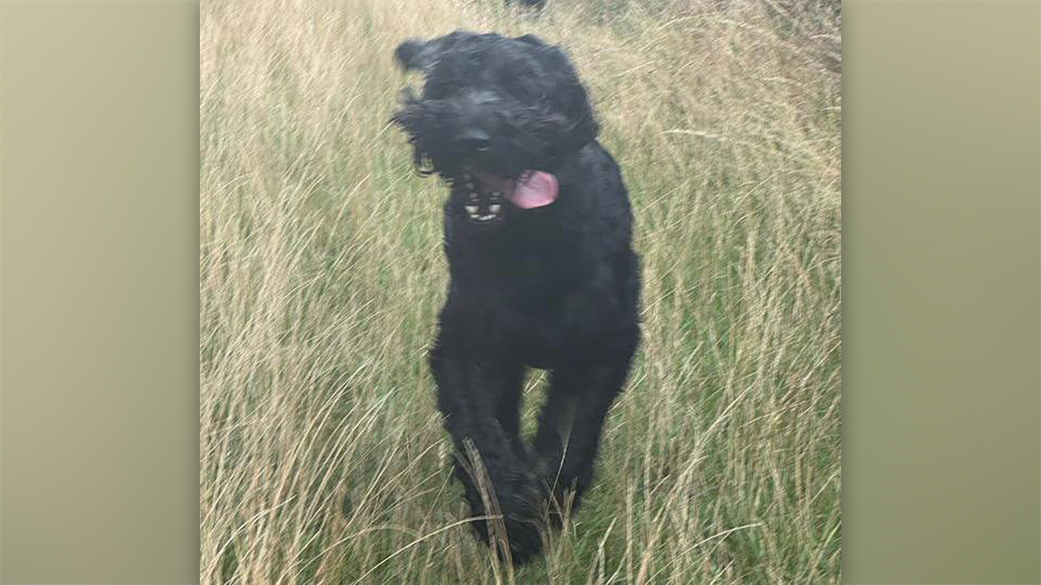 Bertie, a black Giant Schnauzer, bounds happily through long grass, her tongue lolling as she goes.