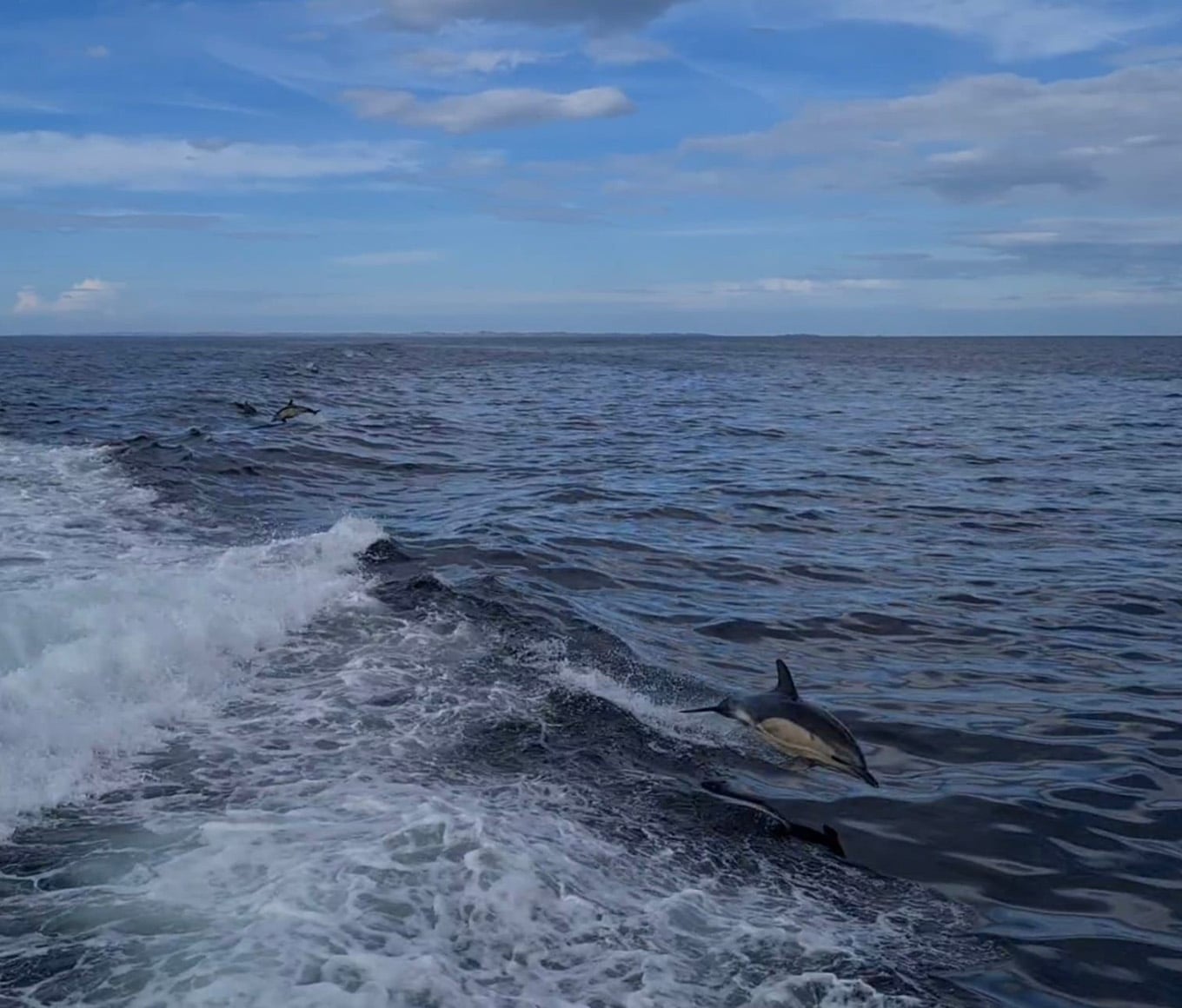 Two dolphins jump out of the water, near Tobermory's lifeboat.