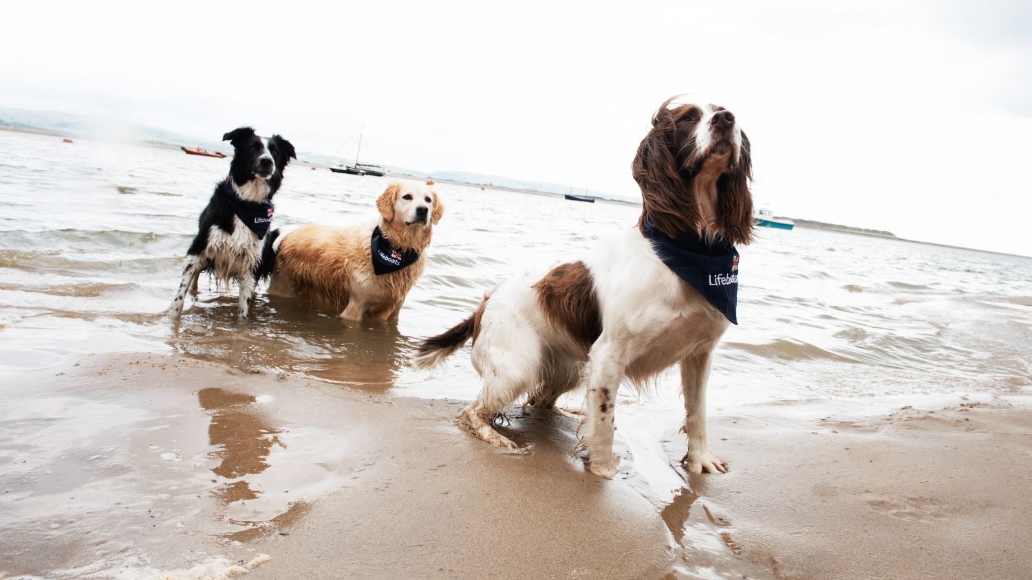 The dogs of the Aberdovey RNLI volunteer crew members.