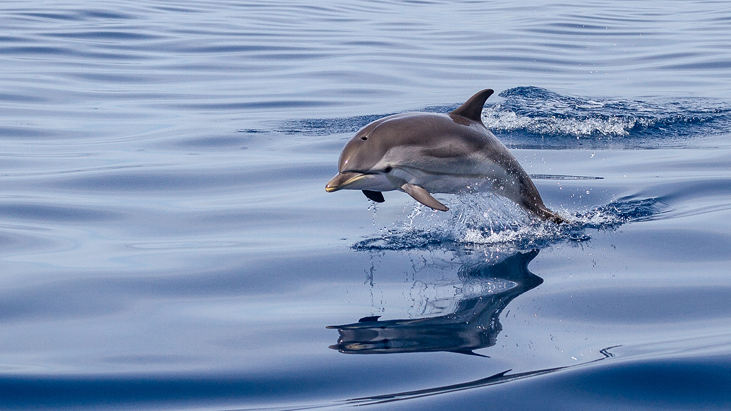 A dolphin jumping out of smooth, blue water.