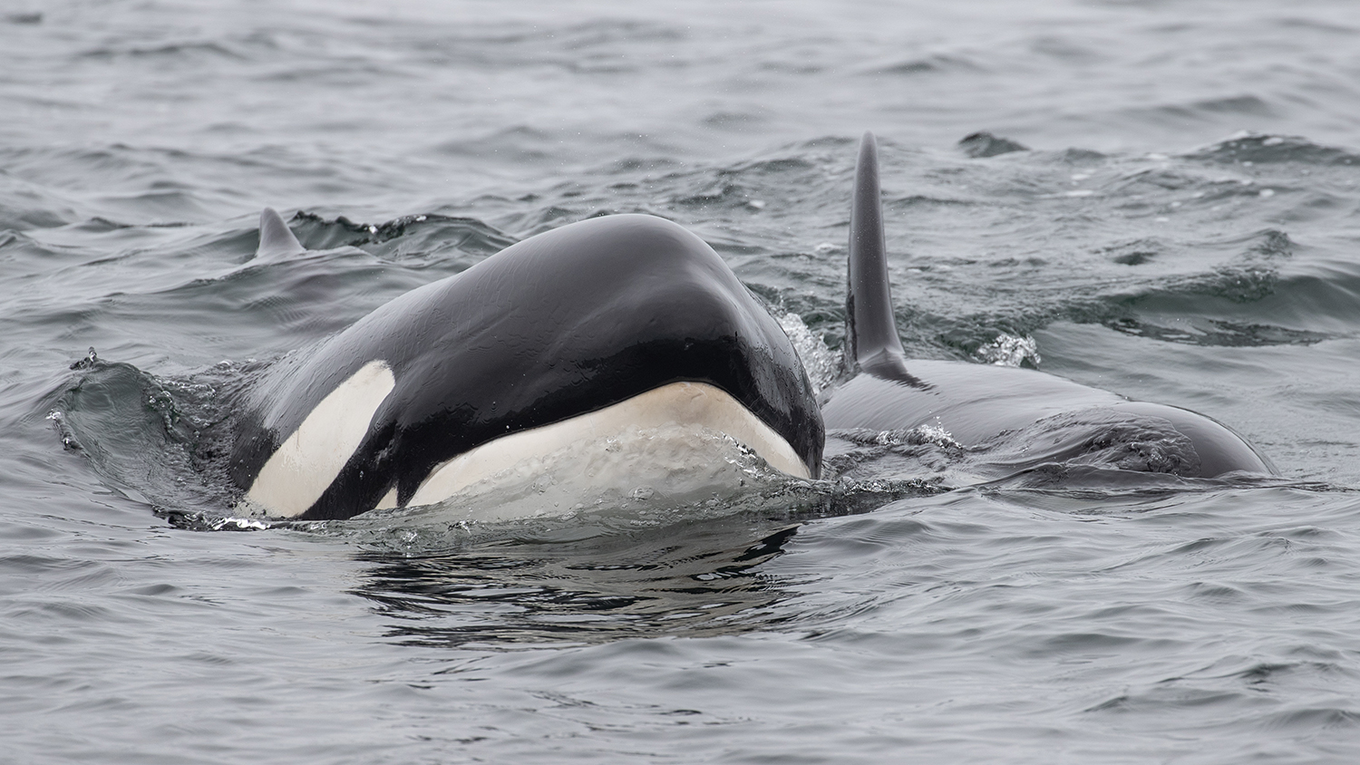 Two orcas swim through a grey sea.