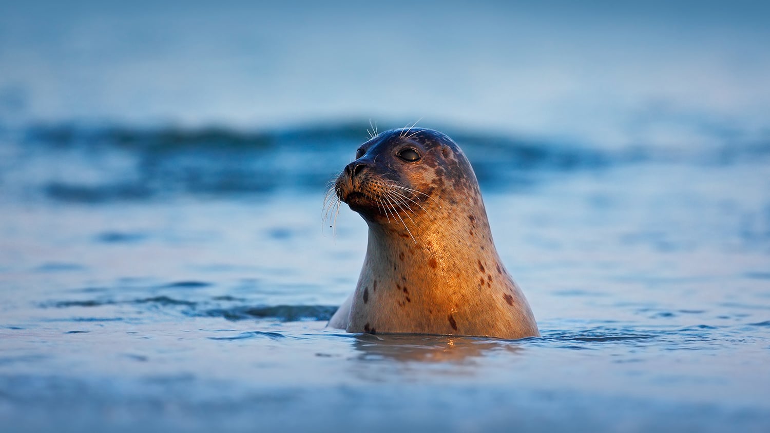 An Atlantic grey seal in dark blue water. 