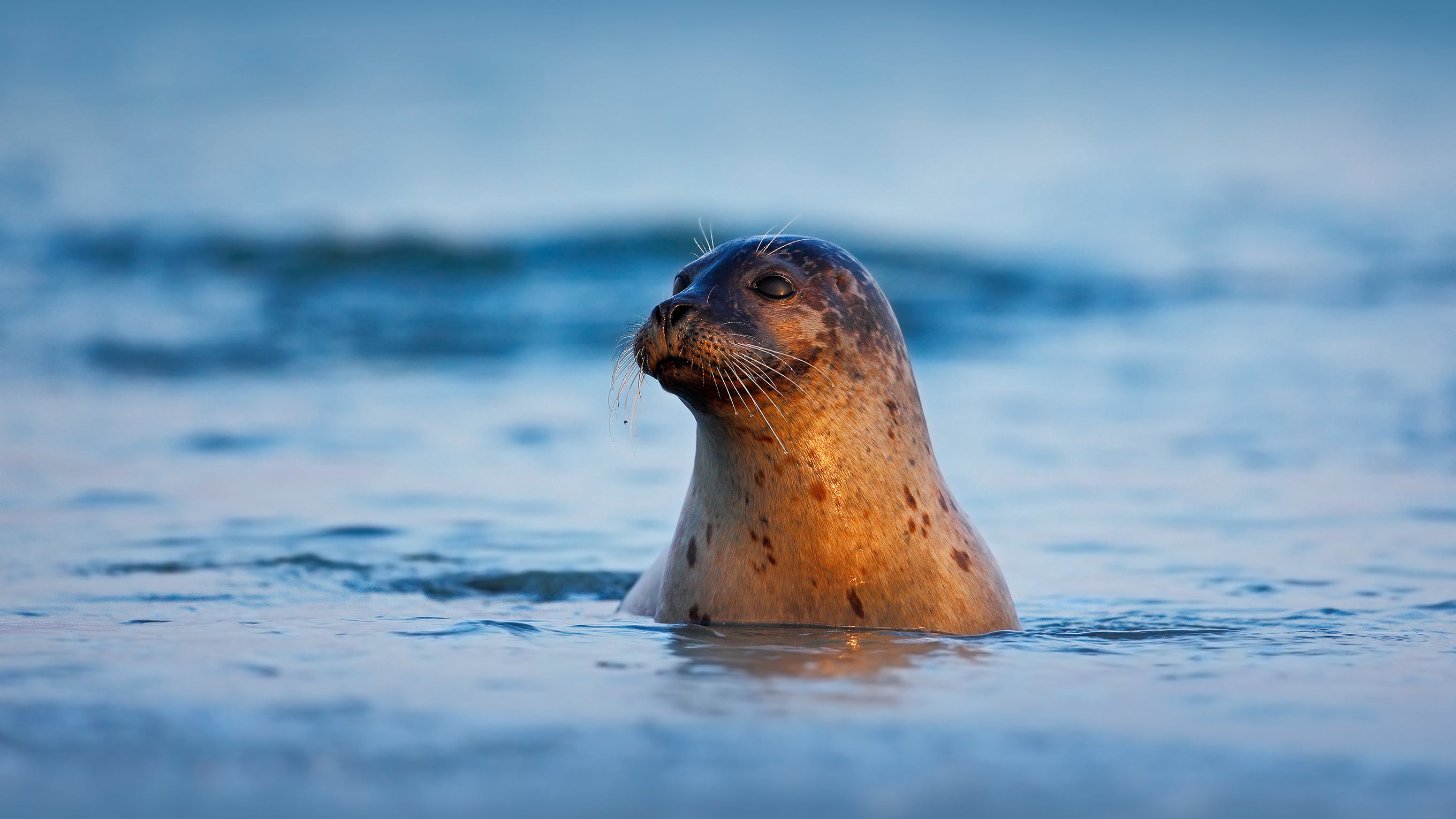 An Atlantic grey seal in dark blue water. 