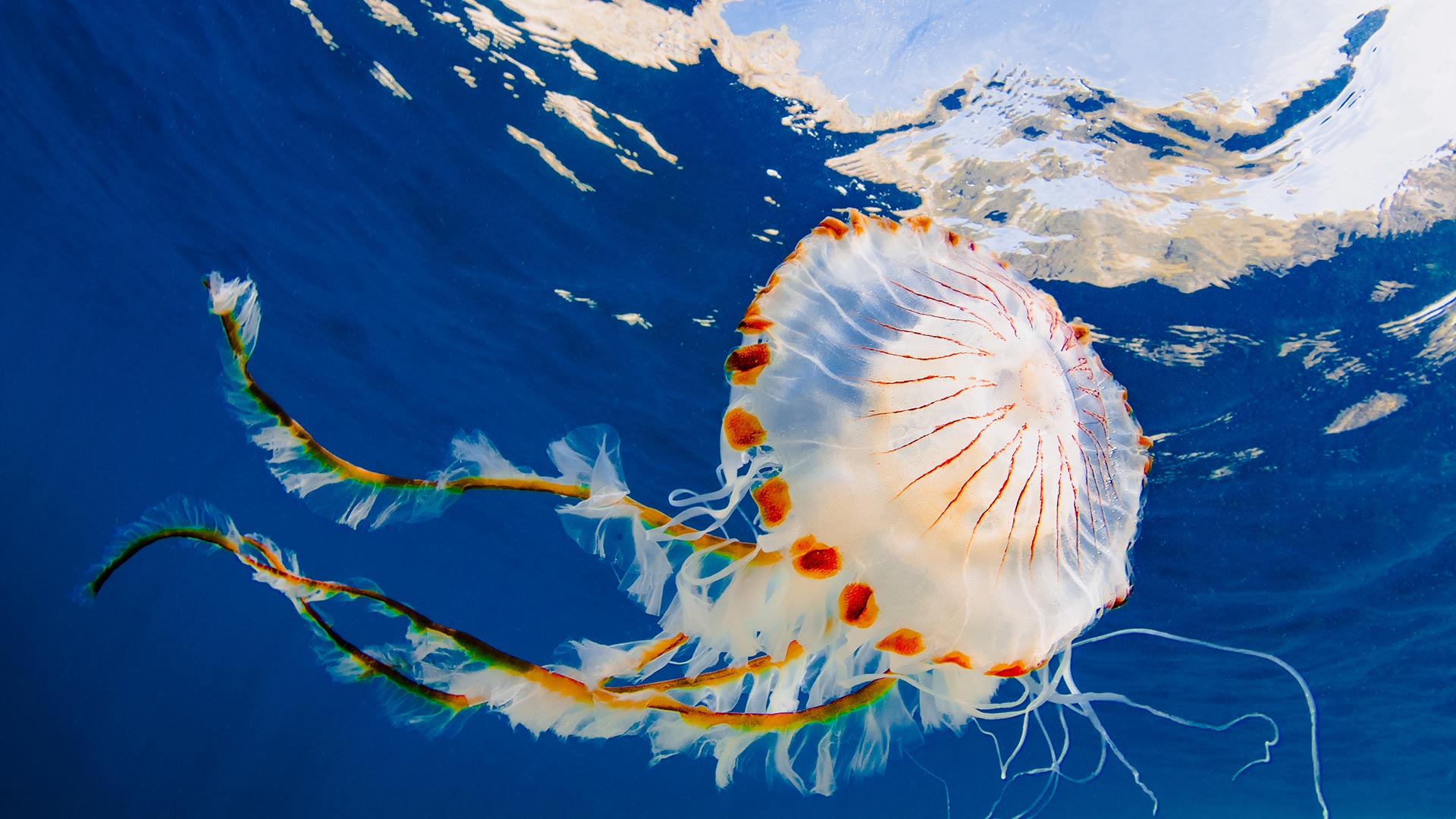 A compass jellyfish is in the sea, its tentacles visible