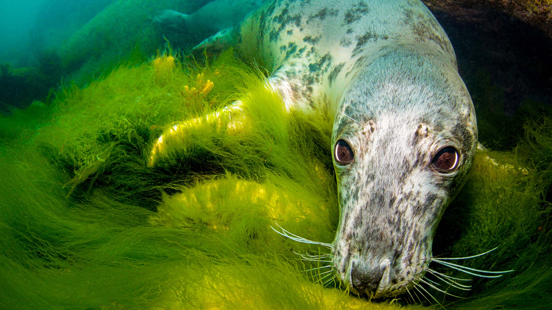 A grey seal is resting on the seabed amongst green seaweed