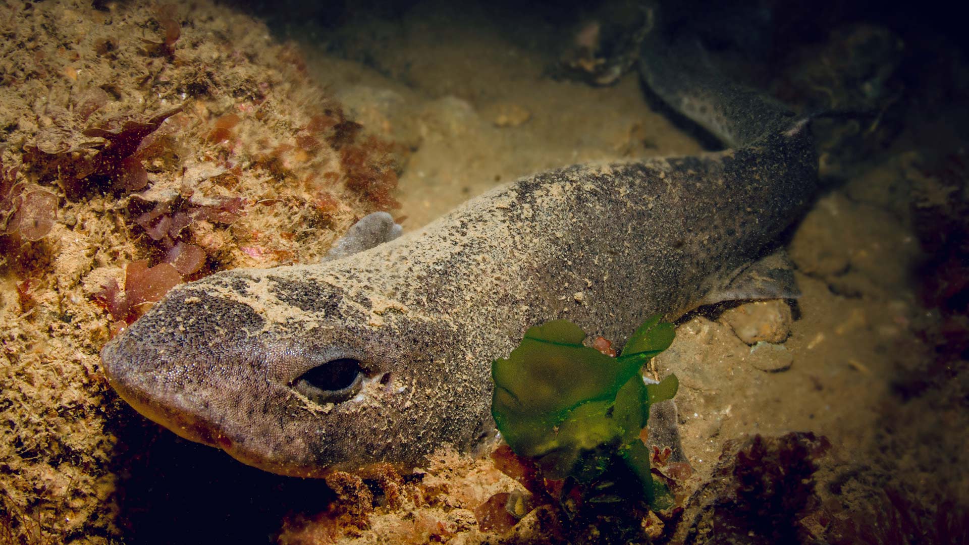 A nursehound shark is on the seabed amongst coral, rocks and seaweed