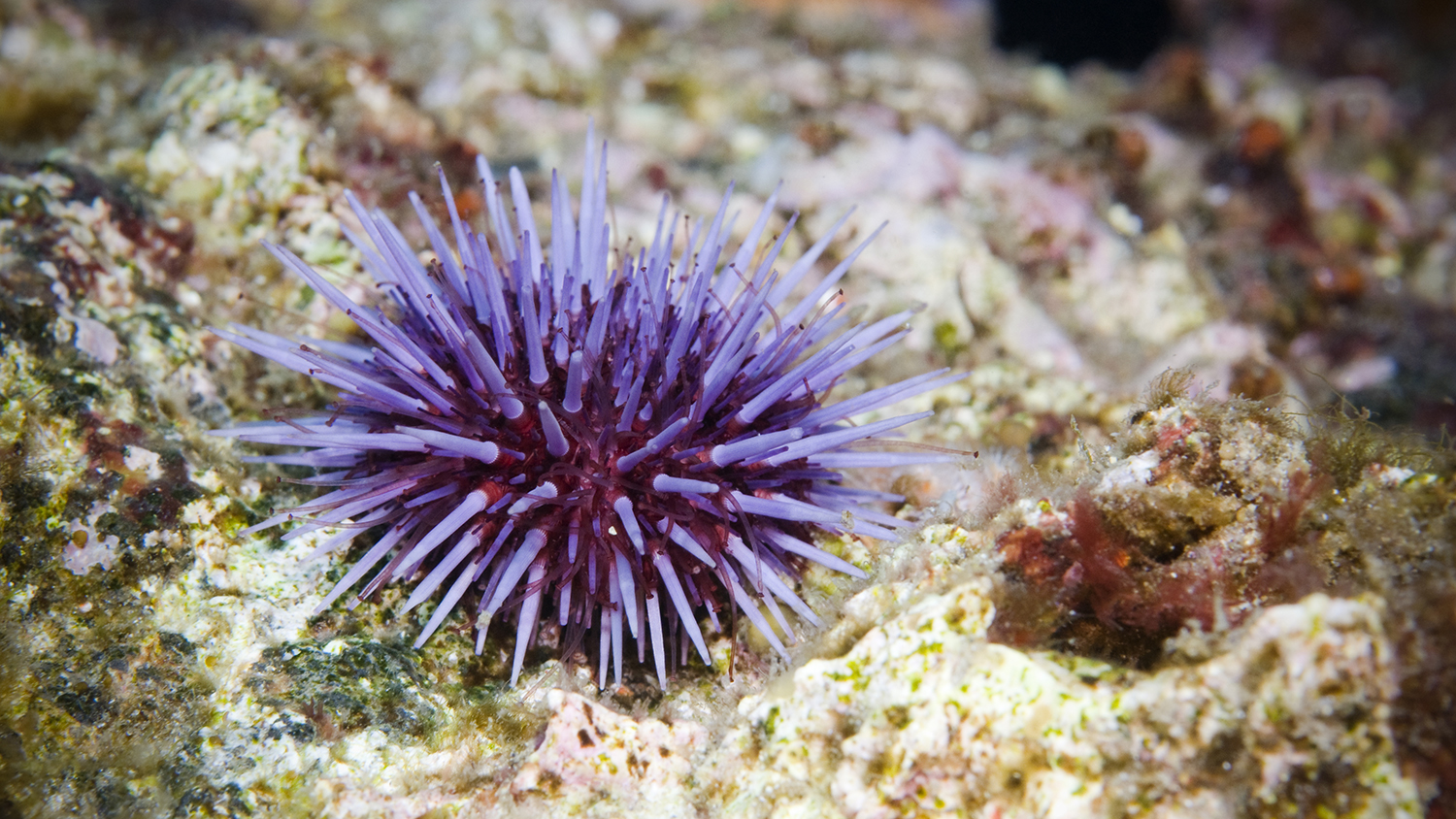 A spiky purple sea urchin on a reef