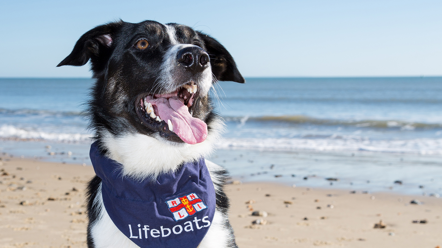 A black and white dog at the beach, wearing a navy-blue RNLI bandana