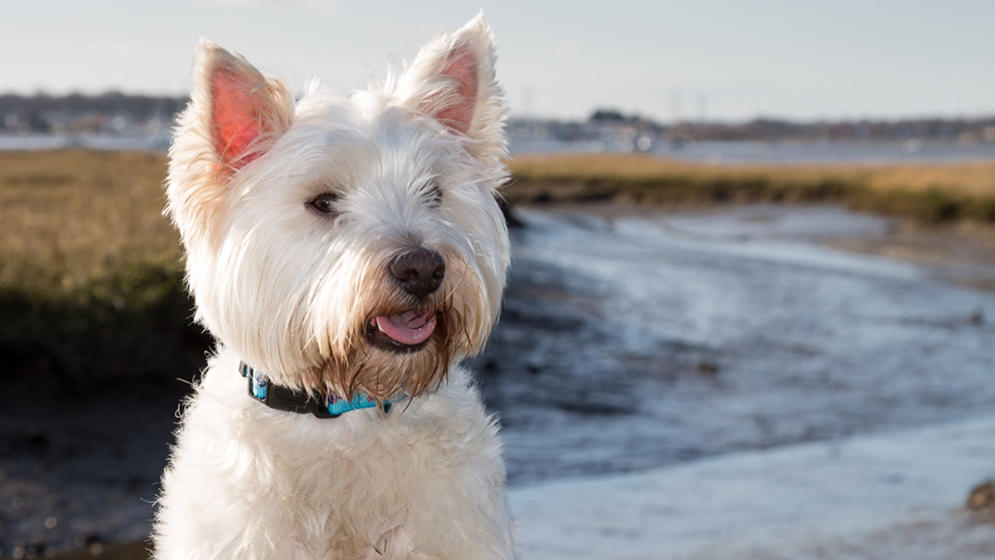 Stay safe while walking your dog