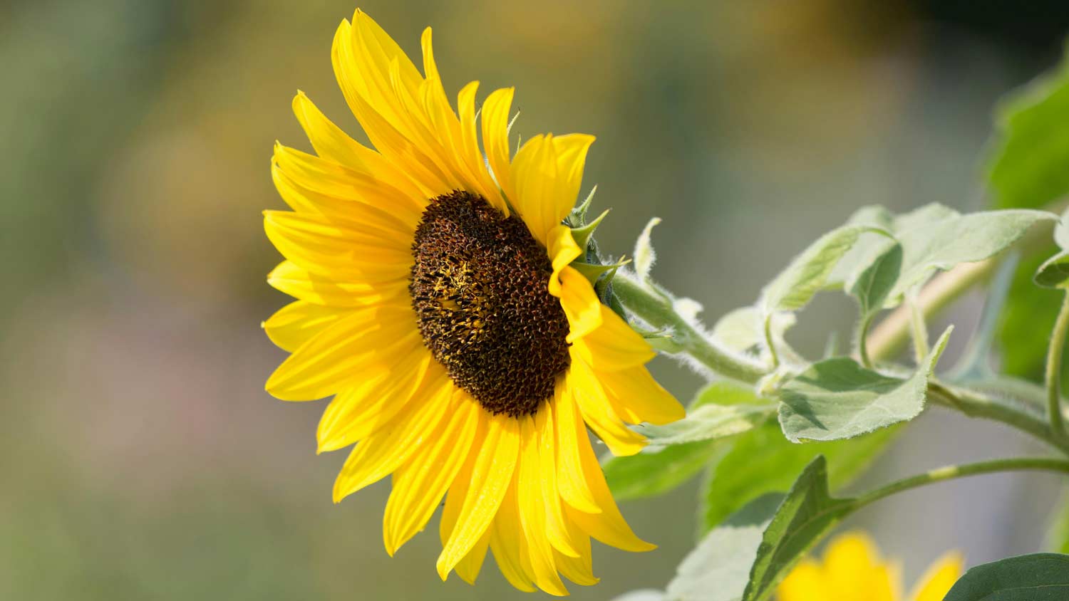 A bright yellow sunflower in full bloom