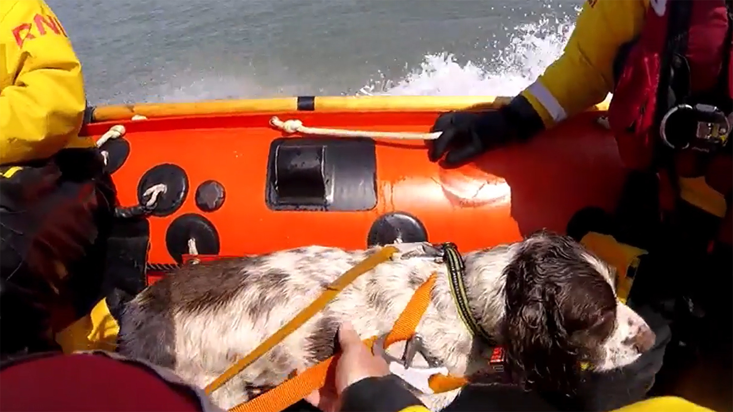 Ollie the spaniel aboard Porthcawl’s inshore lifeboat